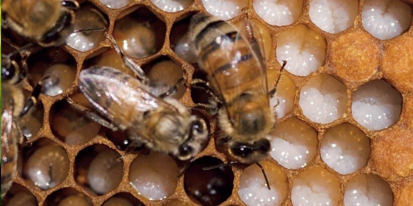 topbarbeekeeping_proscons topbarbeekeeping_proscons