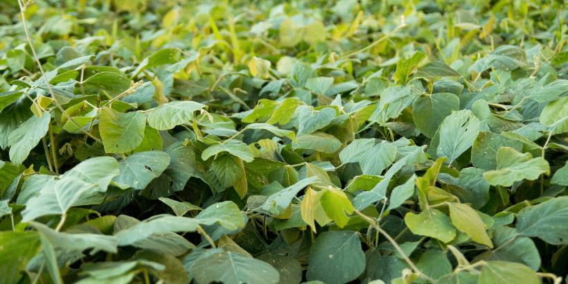 weedsuppression_canva weedsuppression_canva