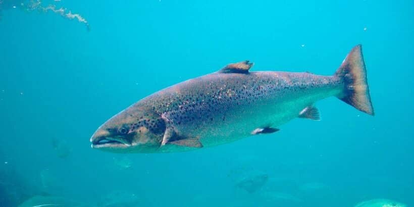 wiki_salmon-panorama_BeingHumanBeingSalmon salmon