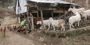 chickens, goats, and a young farmer feeding the animals