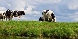 cows in a field