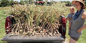 garlic growing