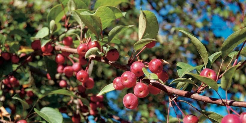 Crab apple doll shop