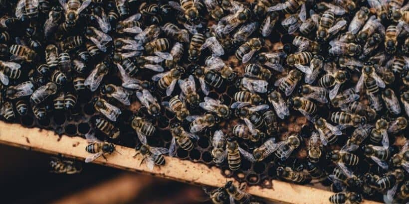 Bannersnack_Bees_AnUnlikelyVineyard A tray of bees