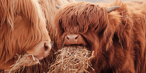 highland cattle