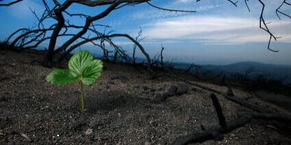 plant growing in destruction