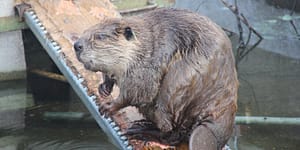 Beaver on a plank above water