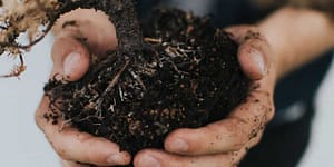 soil in hands