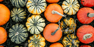 pumpkins