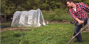 emmett working in a field