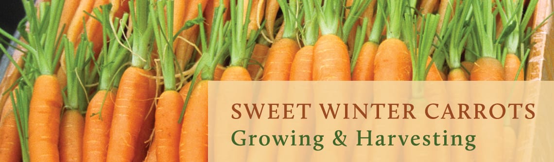 SweetWinterCarrots_blog_1140-335