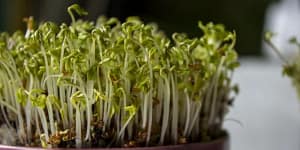 indoor gardening