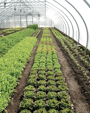 extend the growing season