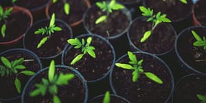 plants growing in seeds