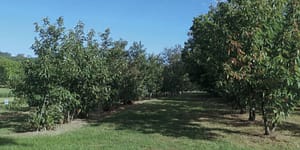 The breeding program at the Lockwood, Connecticut, Agricultural Experi- ment Station run by Dr. Sandra Anagnostakis. This program includes species from all over the world and extends through many di erent plant- ings. This particular planting is a mix of American chestnut and Ozark chinquapin and also includes genetics of Japanese and Henry chestnut.