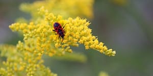 bug on plant