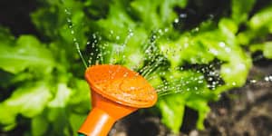 watering plants