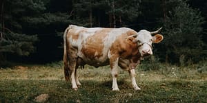 cow