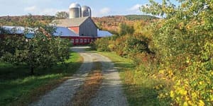 barn in distance with bushes along driveway