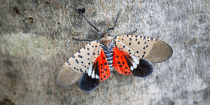 lanternfly on tree