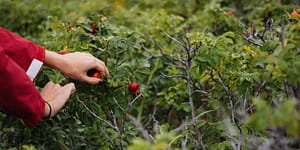 person picking own food