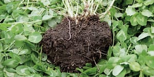 soil health