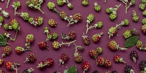 wild berries on purple background