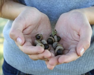 acorn harvesting