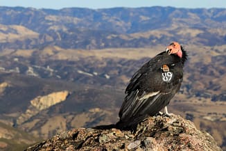 California Condor