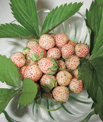 garden strawberries