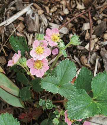 garden strawberries