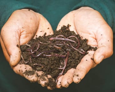 Vermicompost