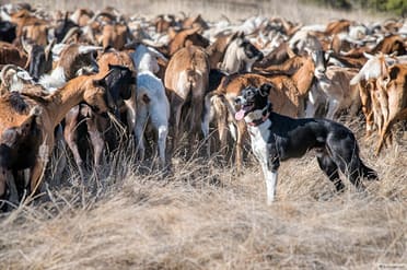 dog and goats