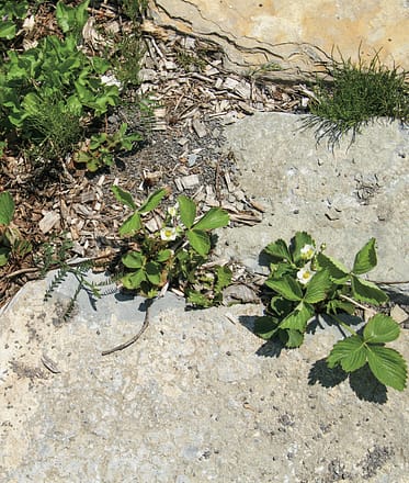 garden strawberries