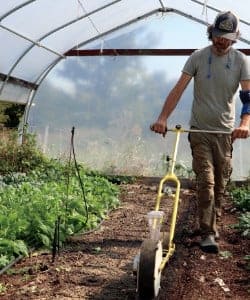 no-till arugula - seeding