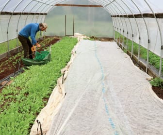 no-till arugula - drilling