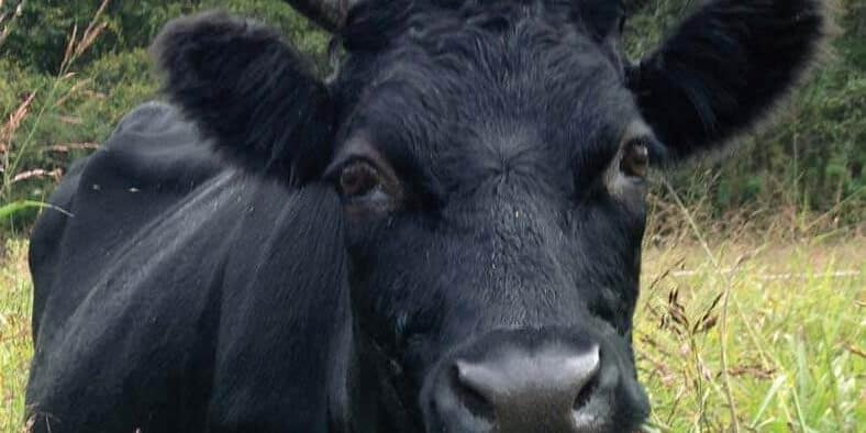 art-science-grazing-cow