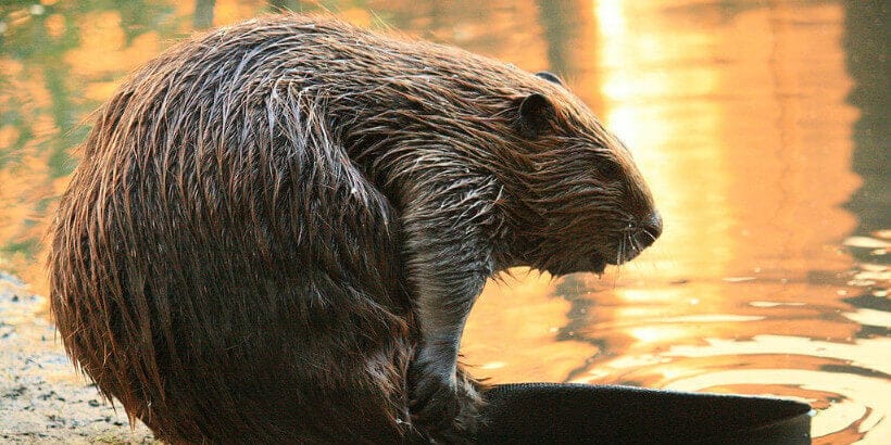 beaver