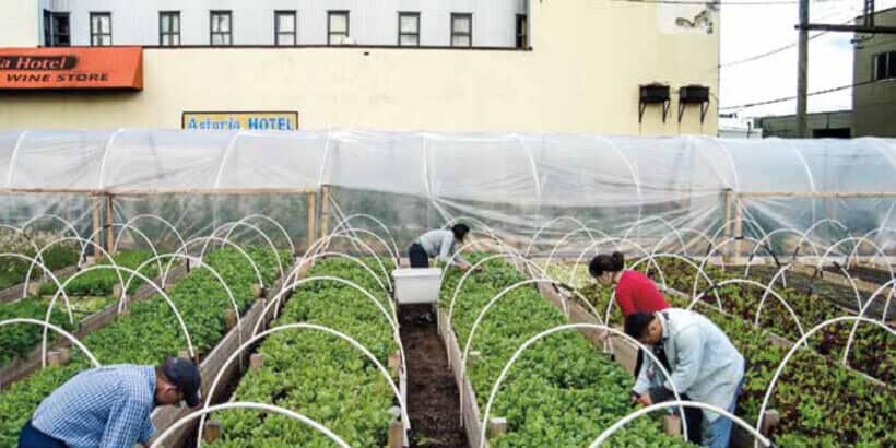 urban farming