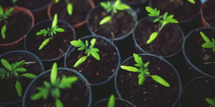 plants growing in seeds