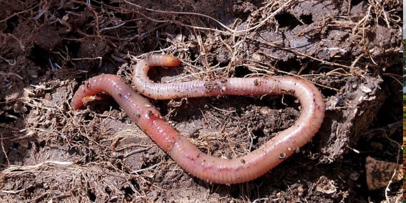 Vermicompost